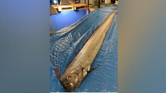 Ejemplar de pez remo capturado en las costas de Jap�n esta semana