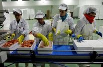 Un grupo de operarias trabajando en la factor�a de procesado de pescado de Cambre.