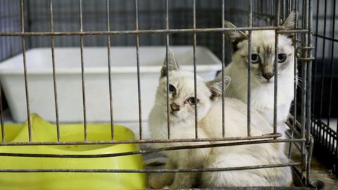 Dos gatos en el Refuxio de Bando, en Santiago de Compostela