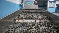 Almeja en la m�quina clasificadora en la lonja de Agui�o