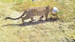 Se le atasca la cabeza en una olla al intentar beber agua