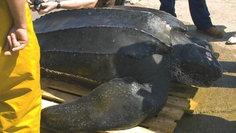 Ejemplar de tortuga laúd que apareció muerta en aguas de Bueu enredada en unos aparejos