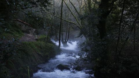 Fro en la ruta da Pedra e da Auga de Meis