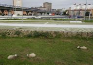 Las ovejas, a primera hora de la tarde de ayer en el p�rking. 