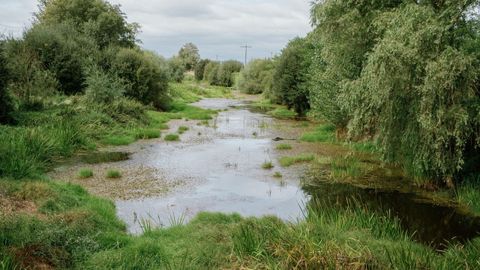Ro Limia