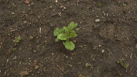 Planta de patata en un terreno de Muxa, concello afectado por la couza guatemalteca