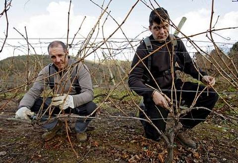 Luis Pardo y C�sar Enr�quez podan vides de bodegas Cach�n en la localidad de Abeleda.