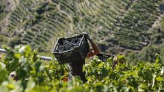 Vendimia en un viedo en bancales de la ribera del Sil en Doade