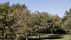 El casta�o es una especie muy presente en muchas zonas de Galicia (en la imagen, una plantaci�n en Monterroso)