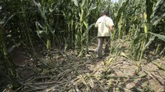 Da�os en maizales de Valdovi�o, con la planta ya muy alta, en una imagen de archivo