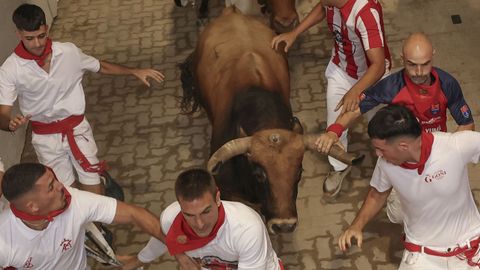  Los toros de la ganader�a gaditana de La Palmosilla entran en el callej�n 