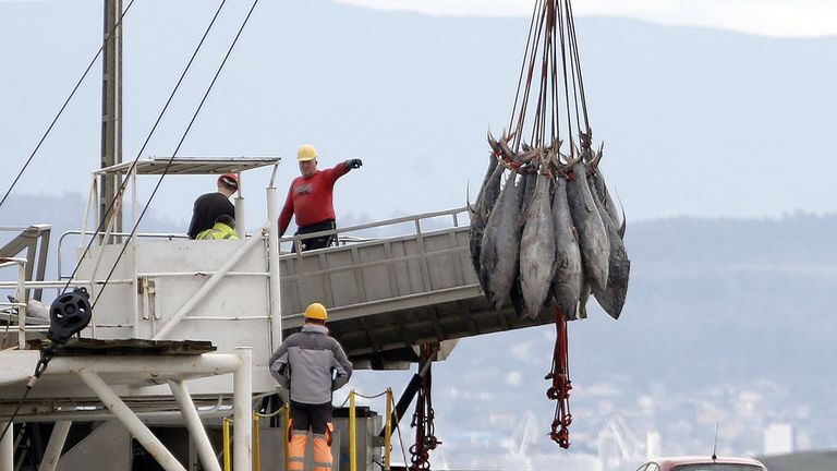Buque descargando t�nidos en A Pobra en febrero del 2025 en A Pobra