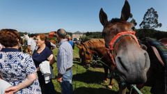 Animada Feira de San Isidoro de Monte en Xove