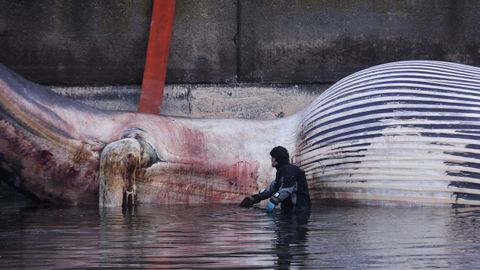 Despiezan la ballena varada en Oza desde el s&aacute;bado para proceder a su retirada