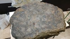  El museo geol�gico de Quiroga expondr� a partir de ahora este bloque de piedra de unos cien kilos de peso, que contiene huellas fosilizadas de trilobites, un tipo extinguido de artr�podos marinos. La roca fue utilizada como material de construcci�n en una casa de la aldea de O Sold�n da Seara