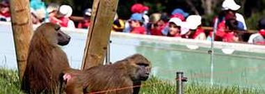 Dos monos observan el paso de un grupo de escolares en el zool�gico vigu�s.