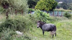Una finca en Catoira