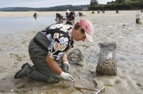 Las mariscadoras del Anll�ns trabajaron con normalidad hasta finales de abril. 