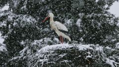 Cig�e�a bajo la nieve