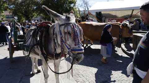 Festa da Pataca en Vilar de Barrio.