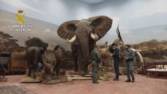 La Guardia Civil encuentra una nave con m�s de un millar de animales disecados