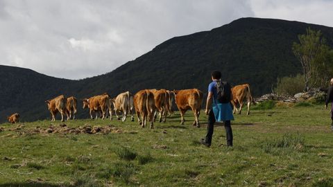 La trashumancia, ejemplo de un pastoreo muy tradicional, a�n se conserva en la comarca de Os Ancares