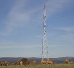 El ganado seguir� pastando al lado de las torres.