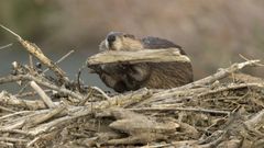 Un castor durante el montaje de una presa natural