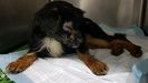 Perro abandonado en Oviedo