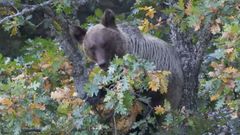 Oso pardo