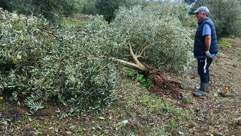 Olivos derribados por el viento en la comarca de O Ribeiro