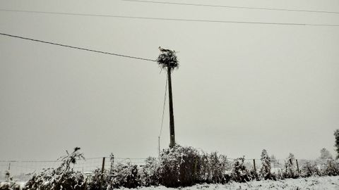 Las cigeas, durante el invierno pasado en Espadanedo