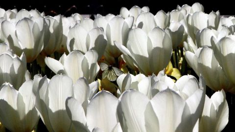 Tulipanes en flor en un jard�n de Riga, en Letonia