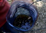 Los insectos tambi�n devoran la fruta