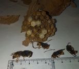 Ejemplares localizados hace un par de semanas en Cu��a. 