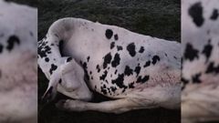 El animal apareci� muerto, con marcas visibles en su cuerpo.