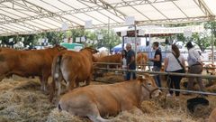 Subasta de rubia gallega de Acruga en Adai, el pasado junio