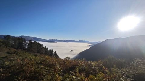 Helechales en Cangas de On�s.