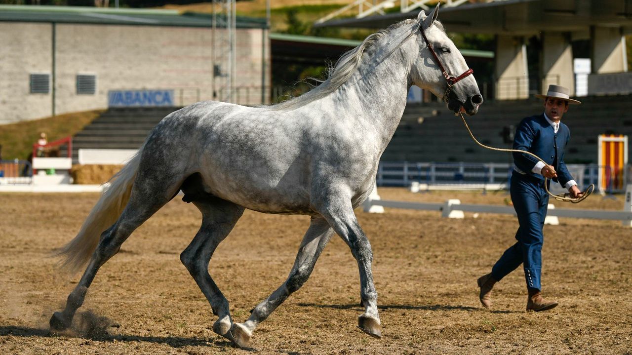 Comienzan las competiciones de Equina en Silleda