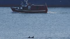 Imagen de archivo de unos delfines en el puerto de A Coru�a en el 2017
