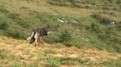 Imagen de archivo de un lobo en los montes de Ba&iacute;&ntilde;as, Vimianzo.