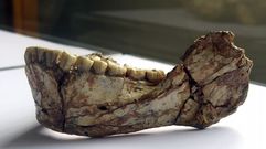 Mand�bula del f�sil de Yebel Irhoud (Marruecos) que confirma el origen panafricano del �Homo sapiens�
