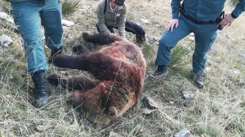 Osa abatida de un disparo en Fuentes Carrionas, Palencia