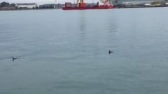 Las aguas limpias del puerto de A Coru�a, un atractivo para la pesca de los cormoranes