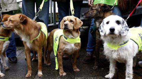 El plan de adelgazamiento persigue mejorar la salud de perros y de gatos.