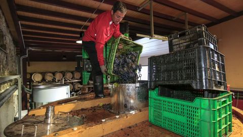 Los trabajadores introducen la uva desde la parte ms alta de los depsitos