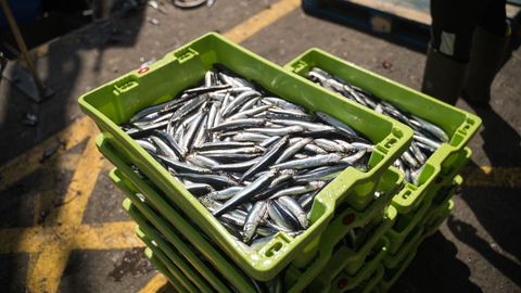 El bocarte, también conocido como anchoa o boquerón, se gestiona de dos modos diferentes en las mismas aguas del noroeste donde pueden faenar cerqueros de Galicia, Asturias, Cantabria y País Vasco