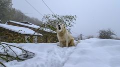 Nieve en la aldea de A Veneira de Roques, en A Pobra do Broll�n