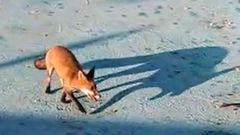 Rescatan un zorro en Ferrol