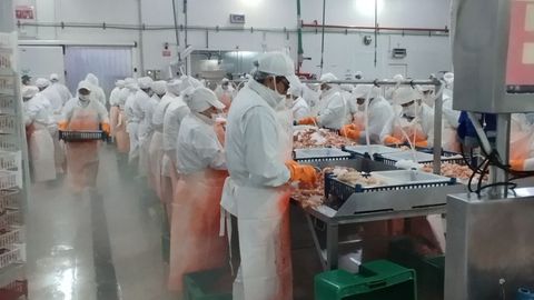 Procesado de langostino en la planta de Greciamar